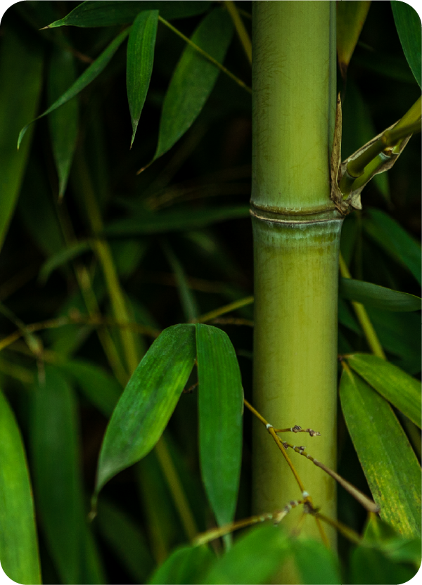 Bamboo extract