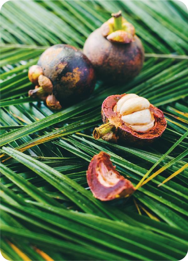Saw Palmetto