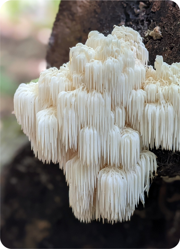 Lion's Mane