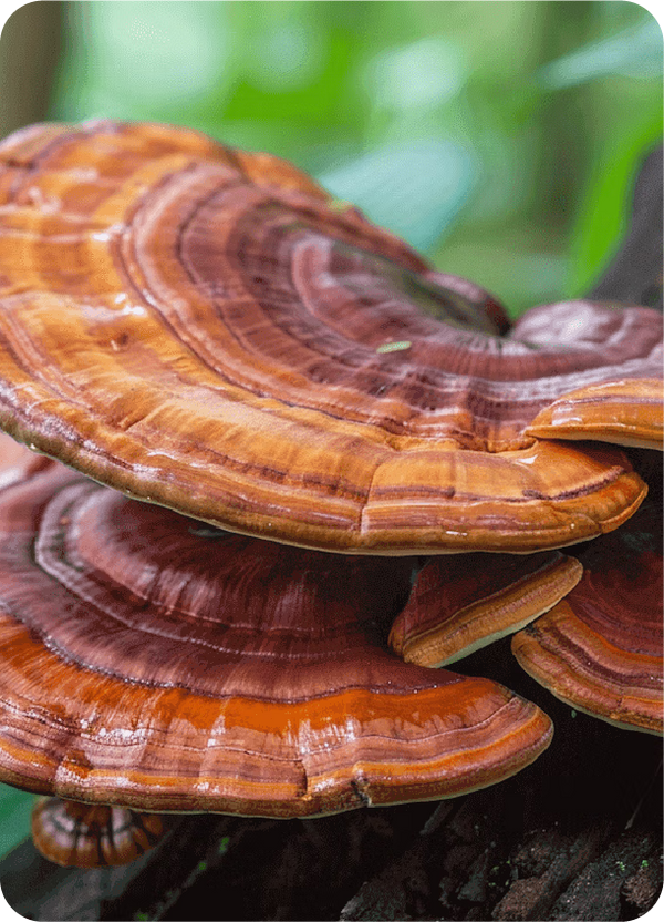 Reishi