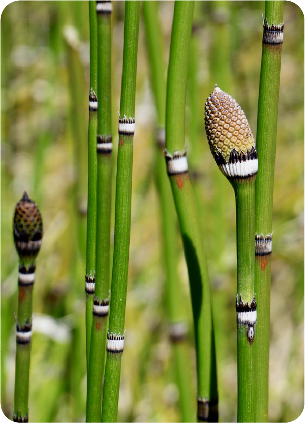 Horsetail Extract